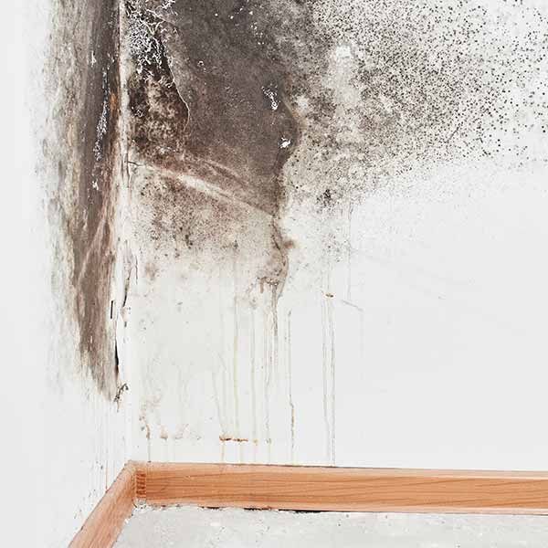 Tucson Mold Removal and Remediation