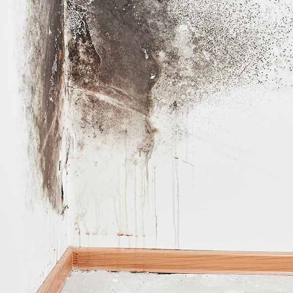 Marana Mold Removal and Remediation