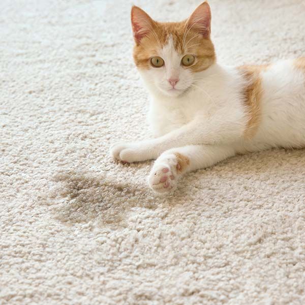 Tucson Pet Odor and Stain Removal